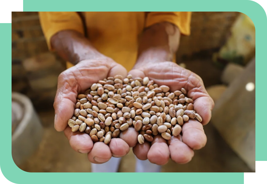 Duas mãos unidas com as palmas para cima segurando grãos de feijão