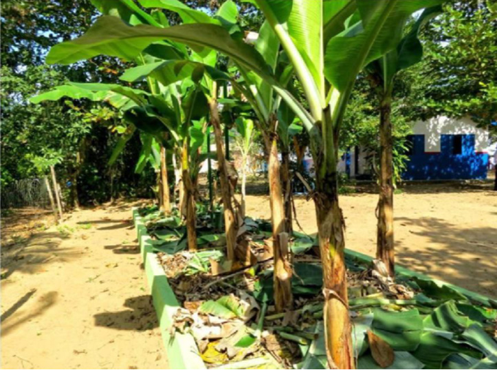 Fotografia de uma fileira de bananeiras que compõem um tanque de evapotranspiração construído na Praia do Sono, em Paraty.