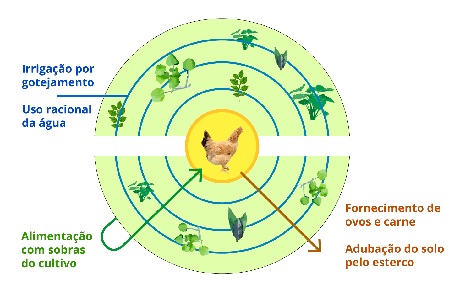 No centro da ilustração encontra-se o galinheiro. As galinhas são alimentadas com as sobras dos alimentos cultivados, fornecem ovo e carne para o produtor e seu esterco aduba o solo. Ao redor, são feitos os canteiros. A irrigação das plantas ocorre por gravidade, com a técnica de gotejamento, o que  representa o uso racional da água. 